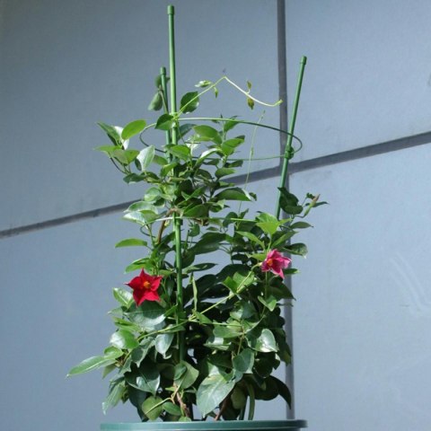 AG691G Podpora pierścieniowa 60cm roślin AG691G Podpora pierścieniowa 60cm roślin