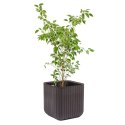 Doniczka Keter Cube Wood Planter M brązowa