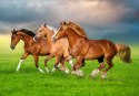 Puzzle 500 elementów konie biegnące wiosną