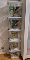 Box hodowlany terrarystyczny, gekon - DUŻY