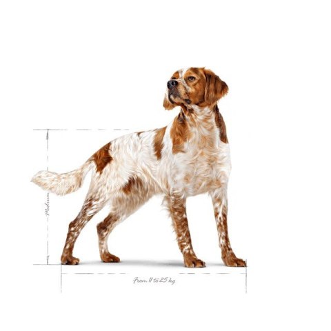 ROYAL CANIN SHN Medium Adult BF 15kg ROYAL CANIN SHN Medium Adult BF 15kg